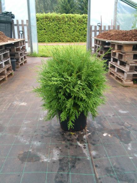 Туя западная Литтл Чемпион